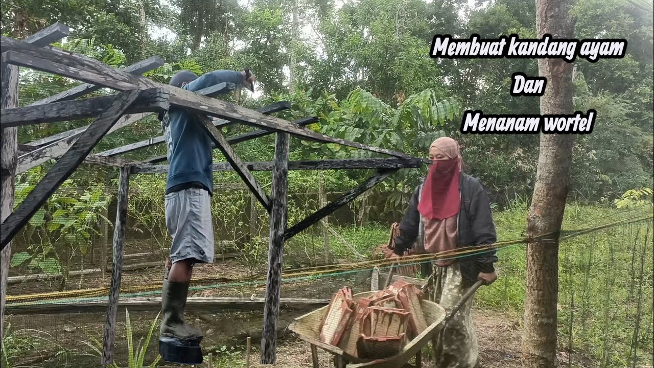 HIDUP SEDERHANA| PART 1 MEMBUAT KANDANG AYAM | MENANAM BIBIT WORTEL