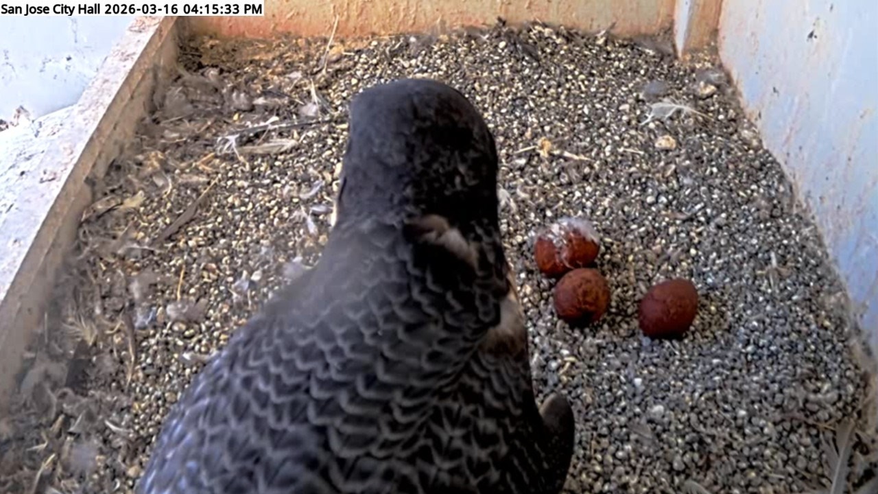 San Jose City Hall Falcons 🪽Hartley & Monty Welcome Egg #3 🥚🥚🥚2026 Mar 16
