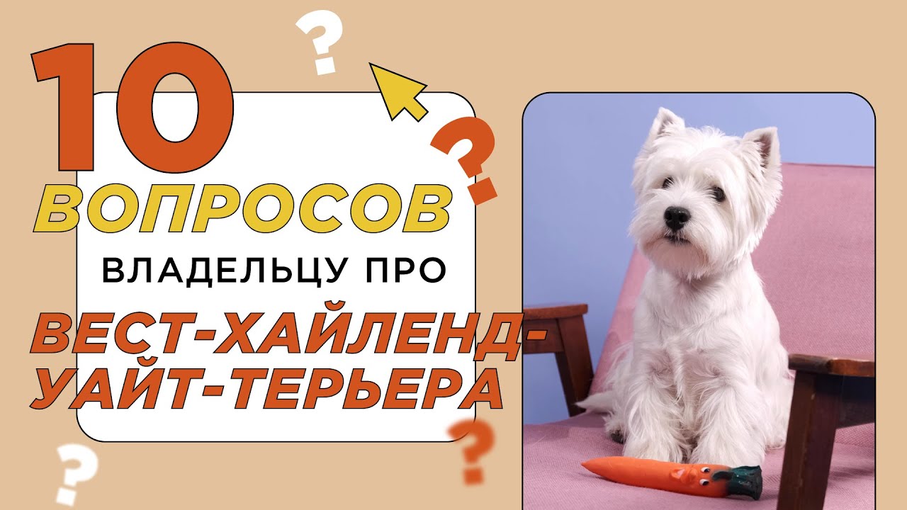 10 вопросов владельцу про вест-хайленд-уайт-терьера: характер, обучение и содержание 🐕