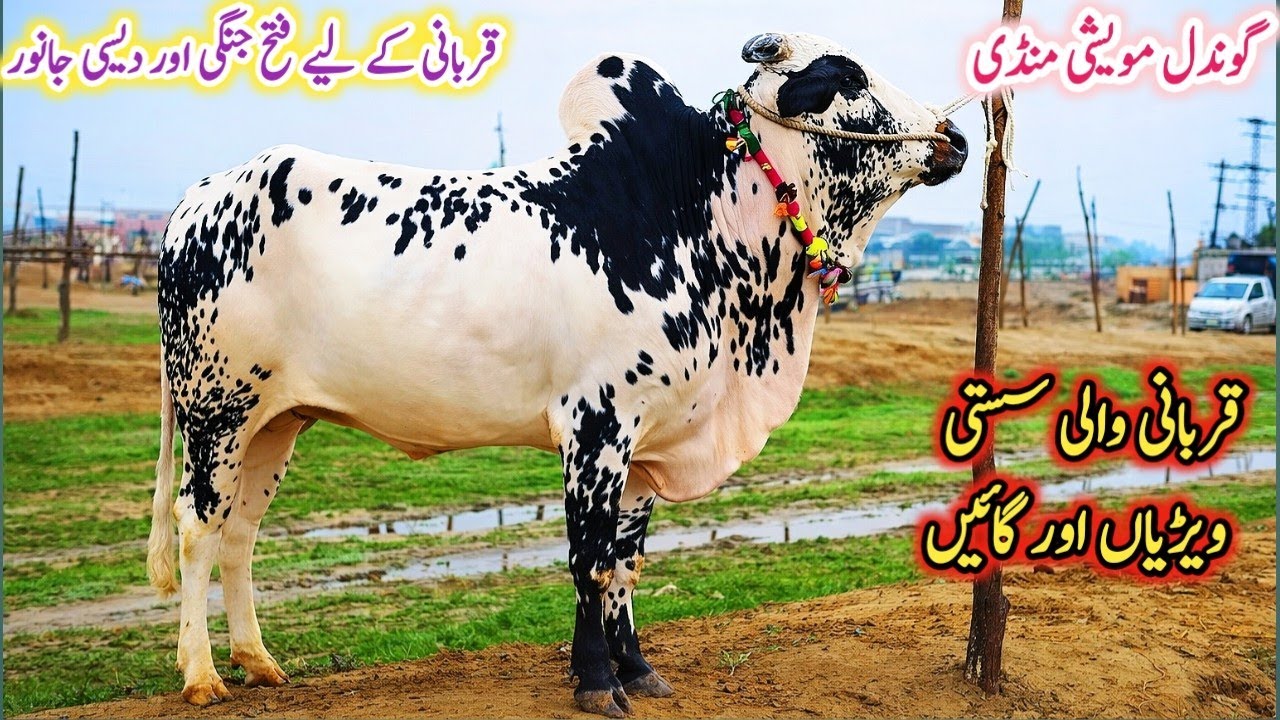 Today Gondal Mandi latest update 16March2026!Fatheh jhangi Bulls Fresh Rate!Qurabani wala sasta Mall