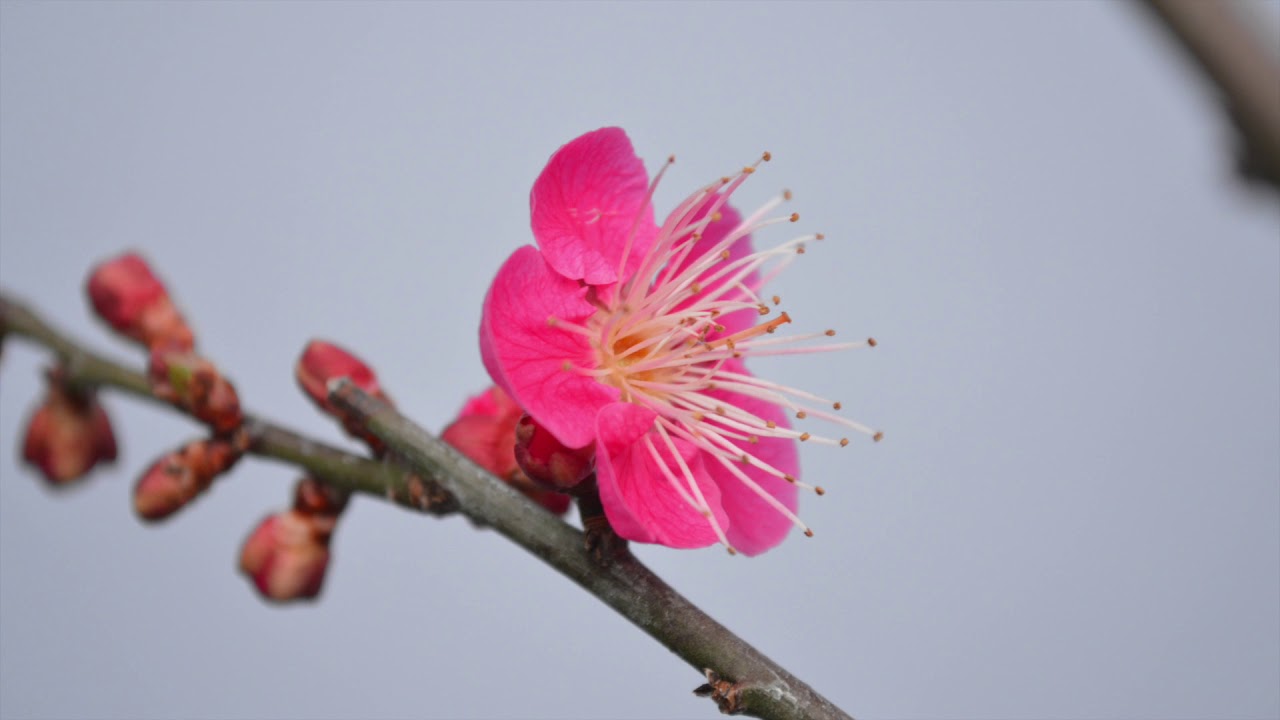 #梅花
#Prunus mume 'Omoi-no-mama' and
#Prunus mume 'Beni-Chidori '
#Prunus mume 'Rosaceae'