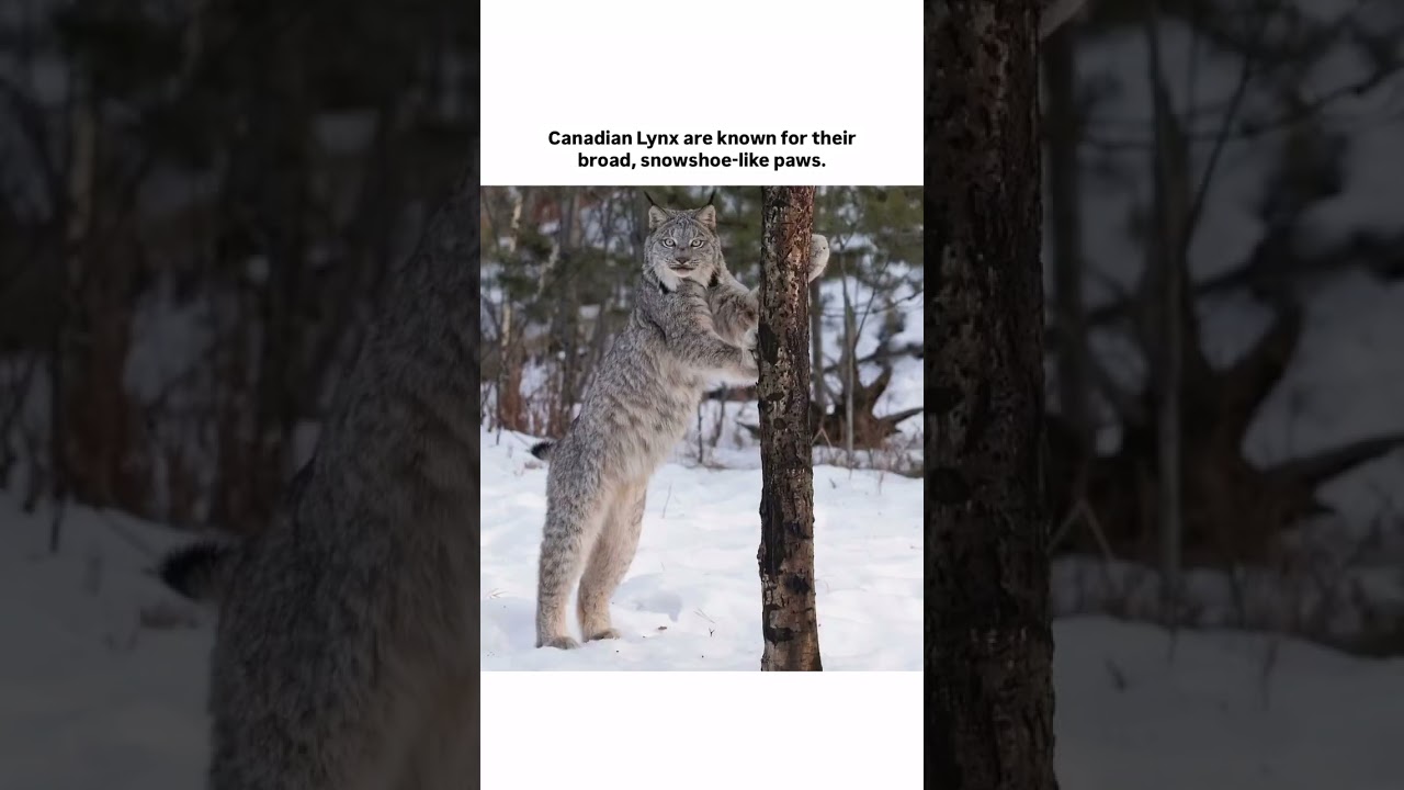 Canadian Lynx are known for their broad, snowshoe-like paws. #marinelifewonders #arcticanimal