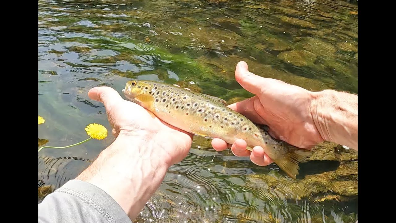 Cumberland River Wild Brown Trout #38