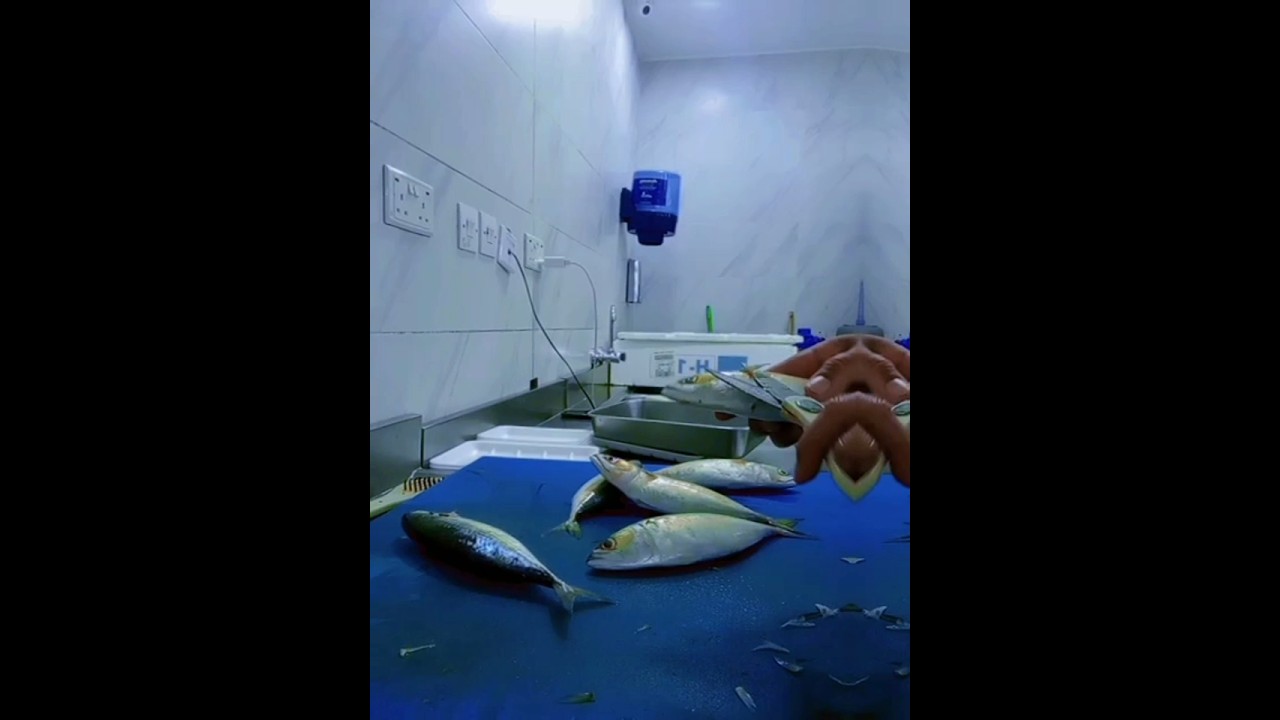 How to clean mackerel fish so easy method