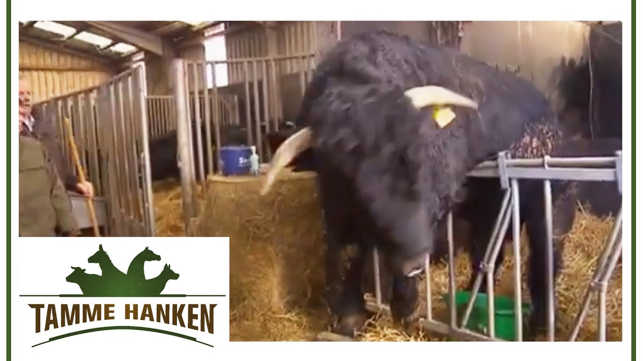 1,5t Zuchtbulle dreht durch! Bekommt Tamme ihn besänftigt? | Tamme Hanken | Kabel Eins