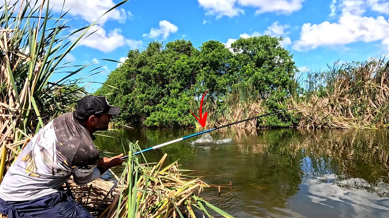 AQUI NESTE LUGAR SÓ TEM PEIXE GIGANTE! TRAIRA,TILÁPIA,ACARA E SASA.