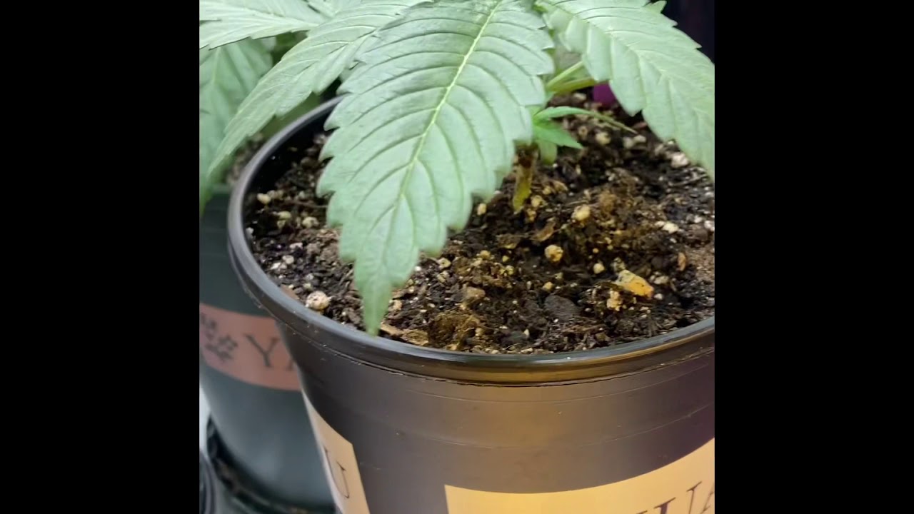 Black water purple cheese Week 03 (V13)