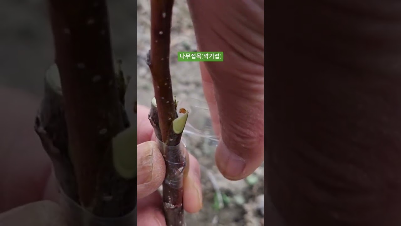 나무 접목하기(깍기접)
