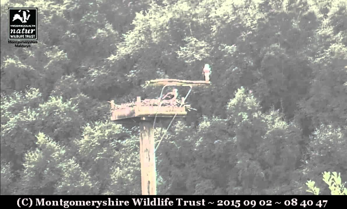 Monty with Blue24 on the far platform - Dyfi Osprey Project
