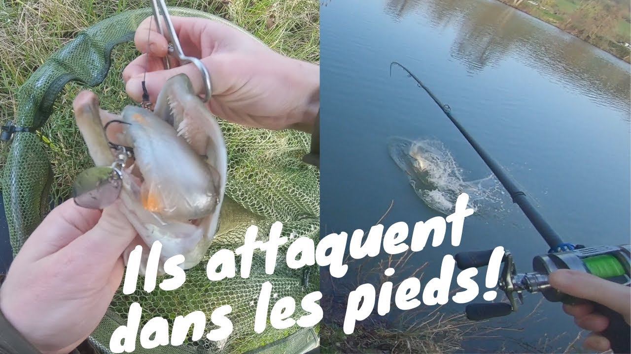 Test des Rogens caperlan et ouverture d'étang!