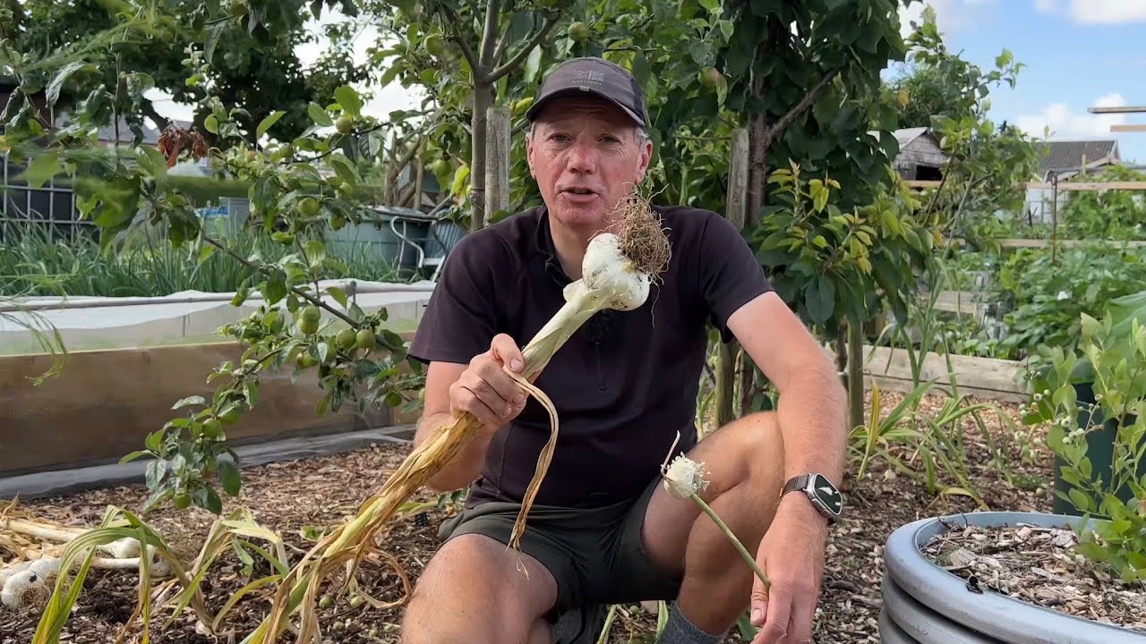 Elephant garlic planting experiments and harvest