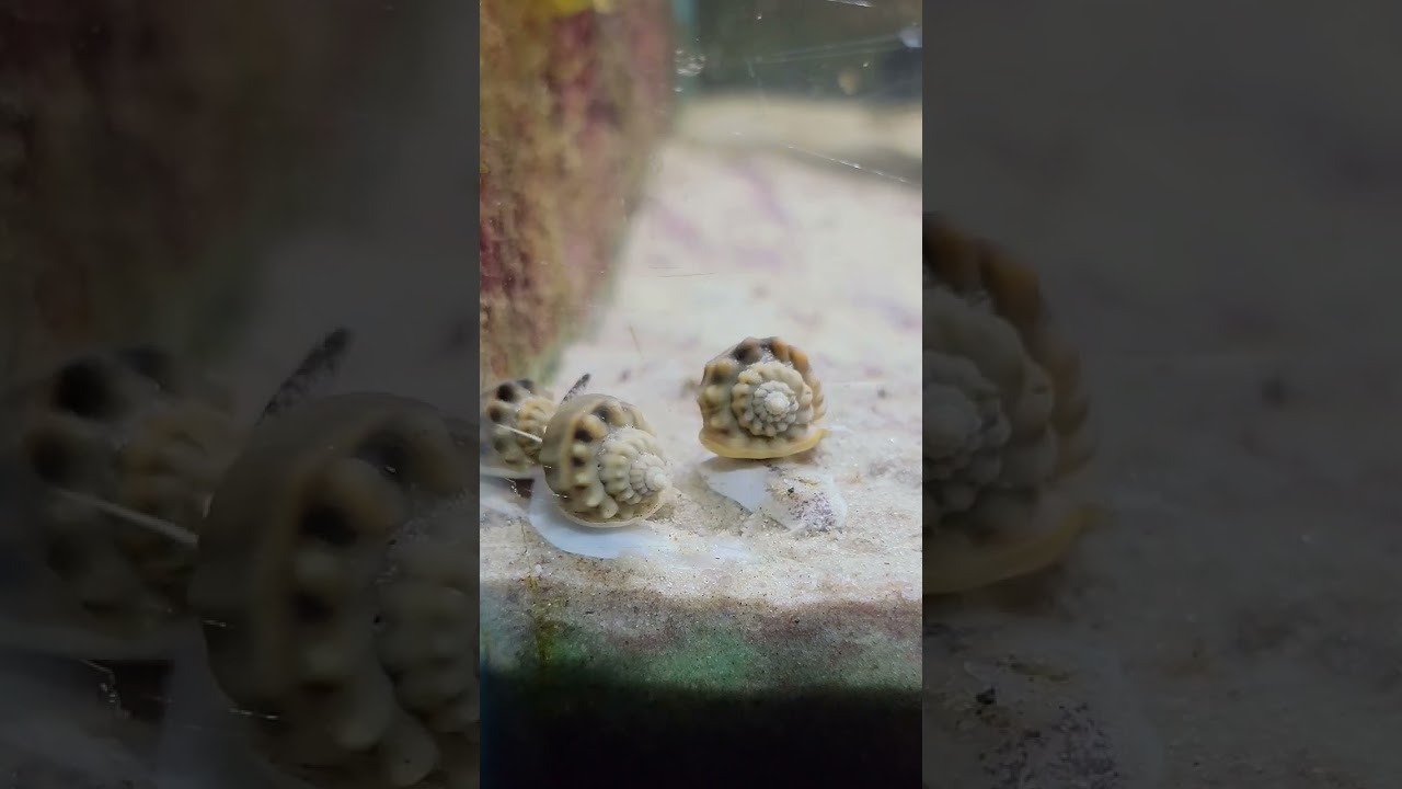 Sand Dancers: Nassarius Snails in Motion