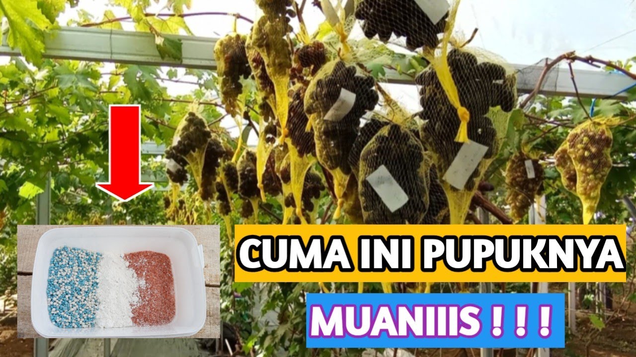 CARA MENINGKATKAN RASA MANIS PADA BUAH ANGGUR || MURAH TANPA MAHAL ‼️