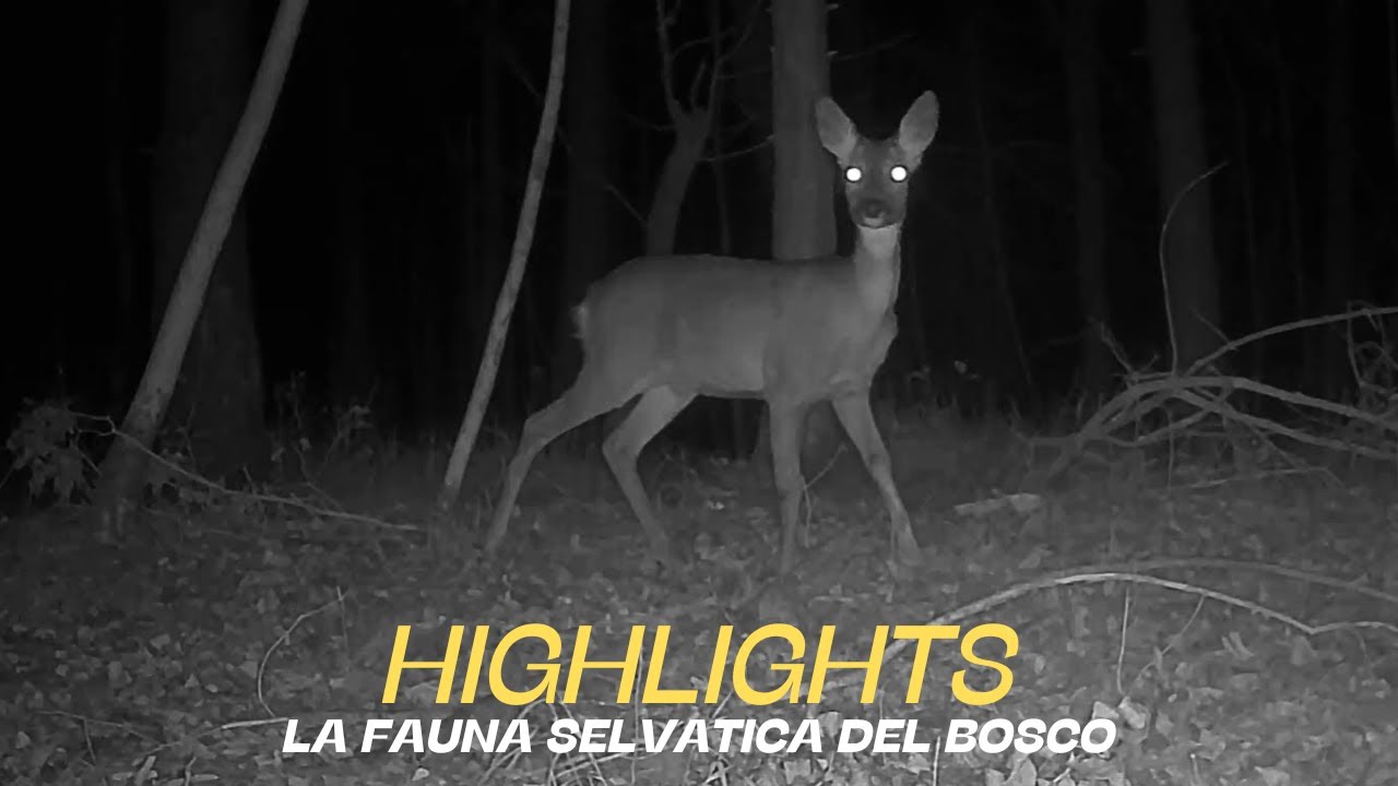 Bellissime riprese con le fototrappole nel bosco  - da vedere !!!