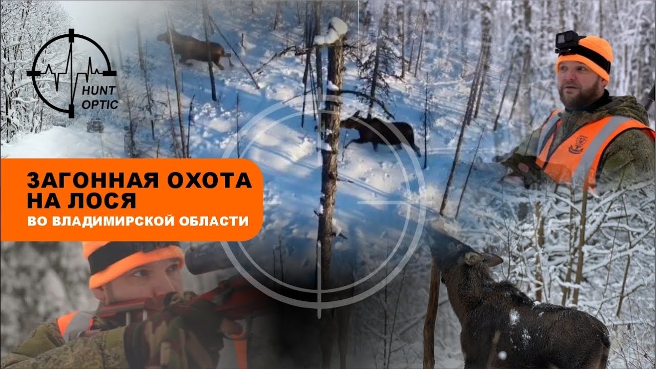 Загонная охота на лося с чемпионами мира! Вадим и Виктор Немковы с друзьями у нас в гостях!