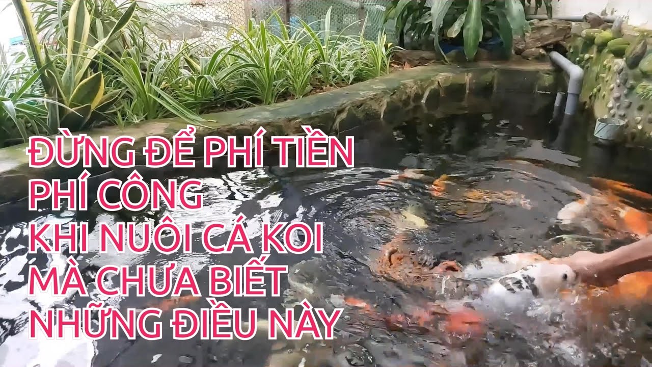 ĐỪNG ĐỂ PHÍ TIỀN, PHÍ CÔNG KHI NUÔI CÁ KOI MÀ CHƯA BIẾT NHỮNG ĐIỀU NÀY