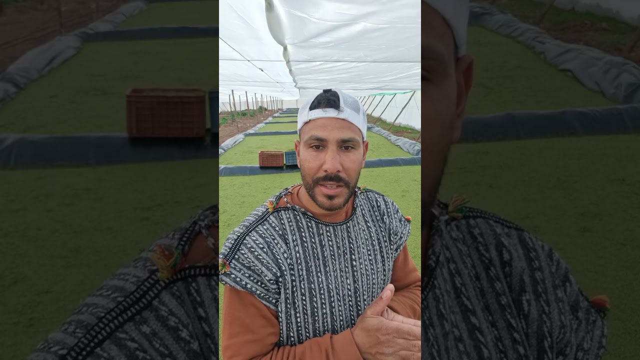 أحسن مشروع 💡 هو دجاج 🐔 البلدي