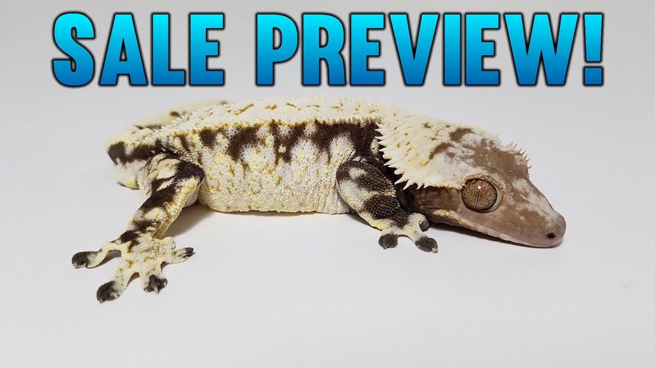 Summer 2023 Crested Gecko Sale Preview!
