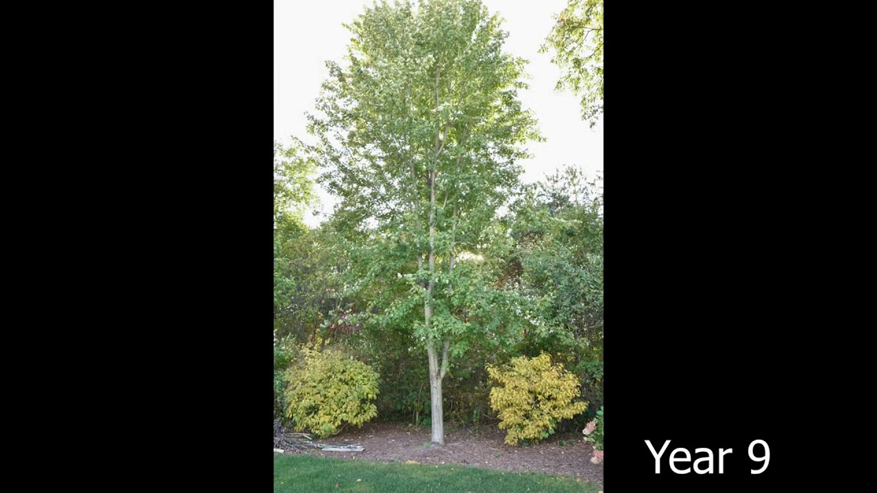 Timelapse of a Maple Tree over 14 Years - Unit 7.4 Matter Cycling & Photosynthesis Lesson 11