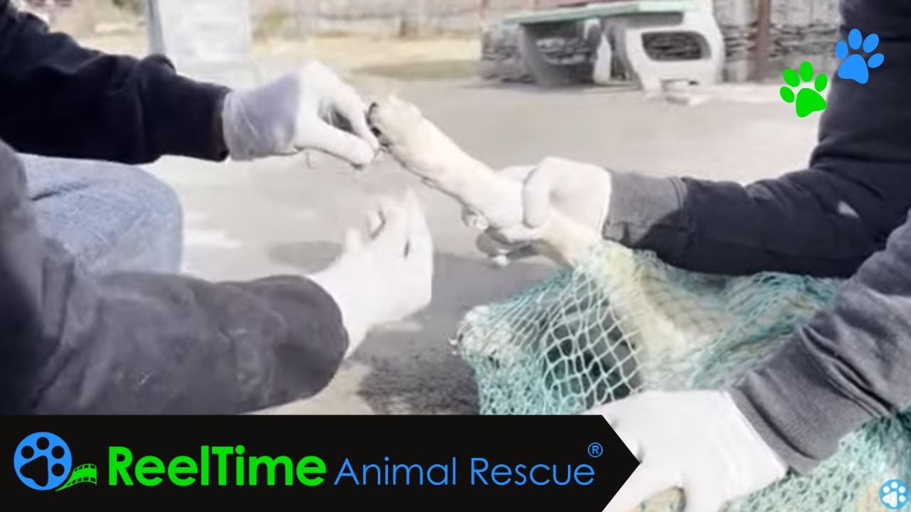 Dog&rsquo;s Lucky Escape from a Wire Trap - Dharamsala Animal Rescue