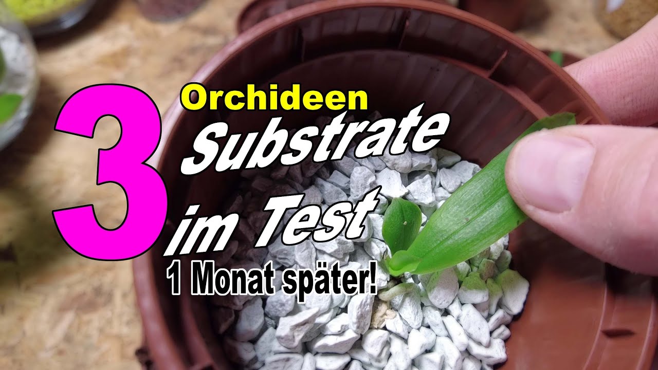 Orchideen Phalaenopsis Jungpflanzen in Colomi, Sphagnum und Pinienrinde - Experiment T3