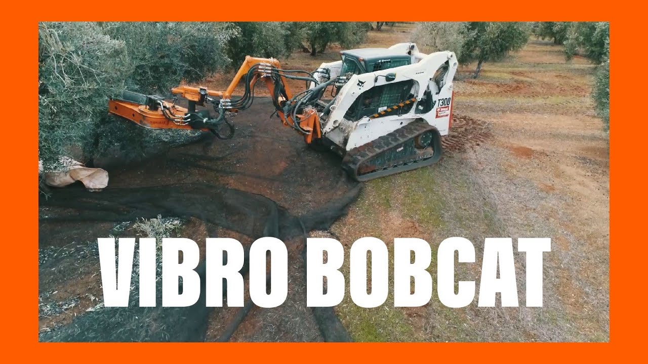RECOGIDA  DE ACEITUNA CON VIBRO BOBCAT 🌳 [Recolección de aceituna]