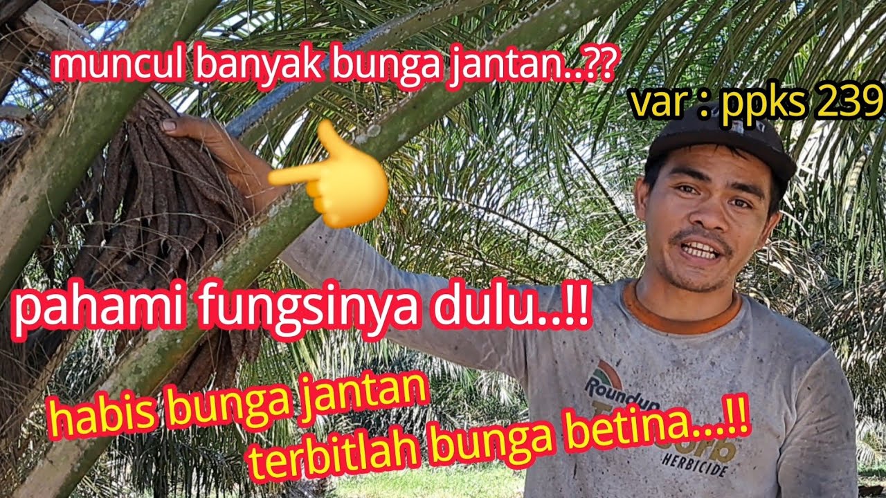 banyak muncul bunga jantan,gak usah terlalu khawatir massku...!!!