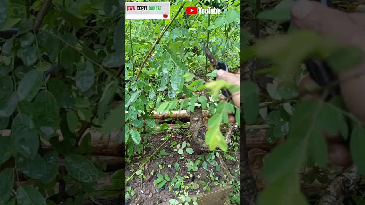 ILENG ILENG SELESI CABANG SETELAH HIDUP DI POT 
