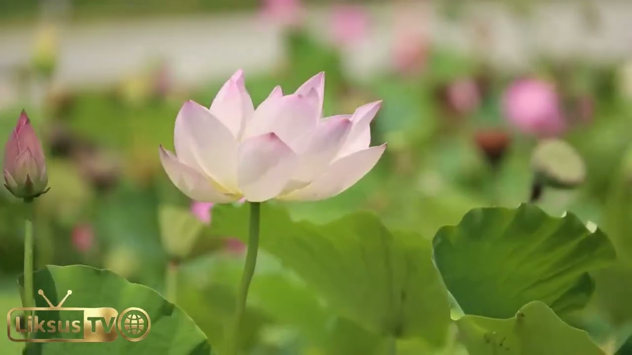 أوج قوة الأمة مع المهدي: كيف سيمتلئ العالم عدلاً وقسطاً؟ (حقائق مذهلة عن القوة القادمة)