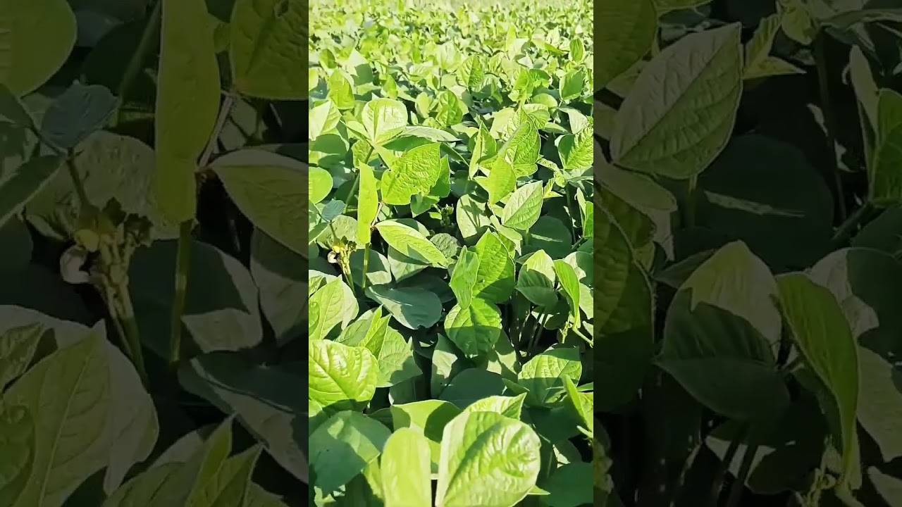 Farm 🌱🌎#punjabisong #punjabi cartoon shorts video #song #shortvideo #shortsfeed #viral #cartoon