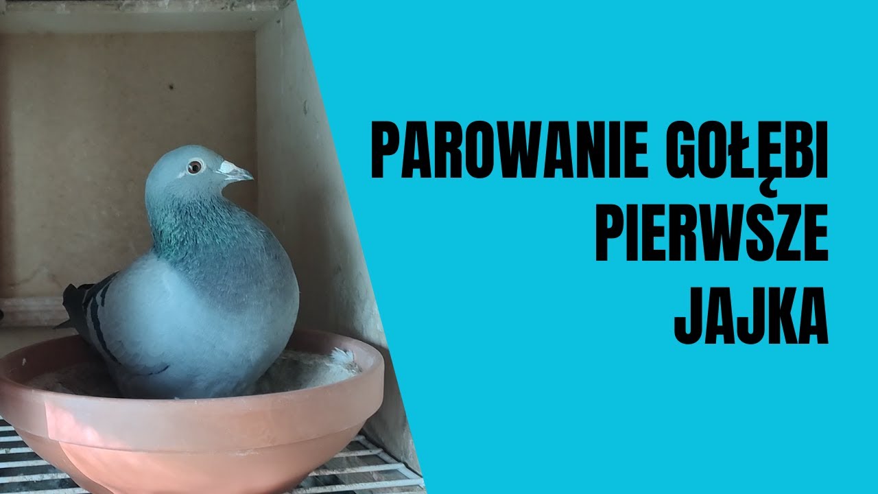 Parowanie Gołębi Pierwsze Jajka