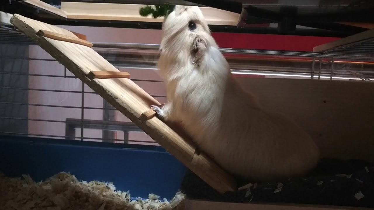 Glückliche Meerschweinchen in Käfighaltung?