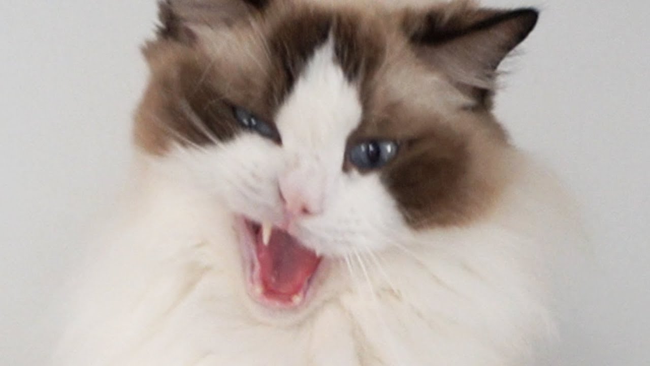 이래 봬도 서정적인 영상