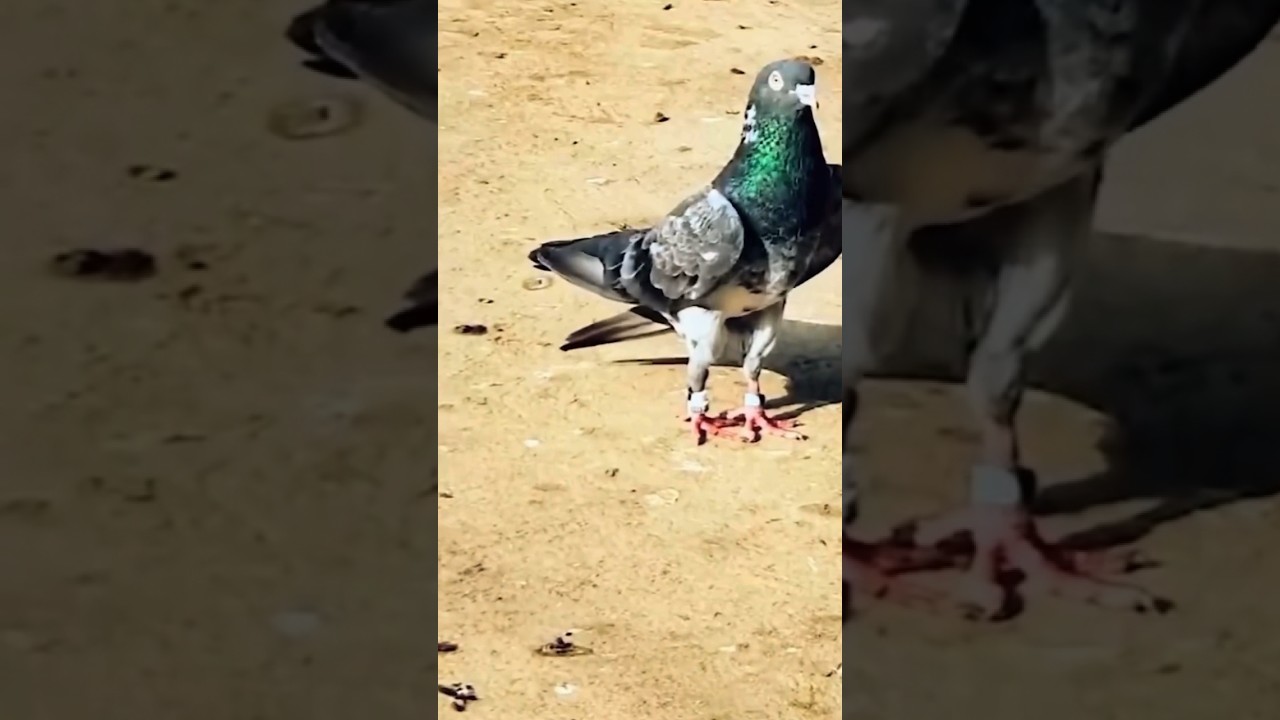 #kbootar #kabutar #pigeon #golekabootar #kabutarbazi #kabootar #golapigeons #love #birds #kbootar