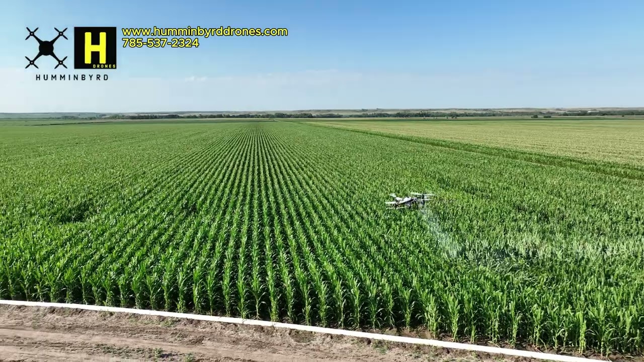 DJI Agras T50 Spraying for Grasshoppers