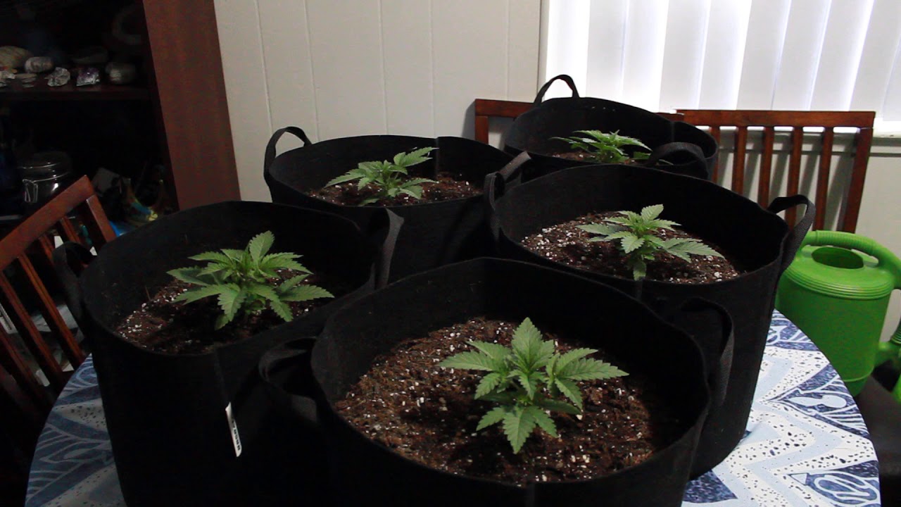 Feminized Northern Lights Indoor Grow Week 3 Update