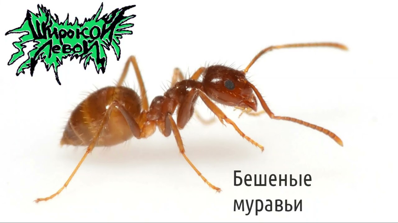 Широкой Левой ­— Бешеные муравьи (2023)