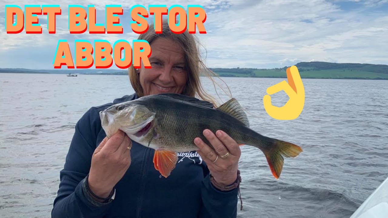 Abborfiske Mjøsa-knallgøy da DE KLINTE TIL PÅ HARDBAITS