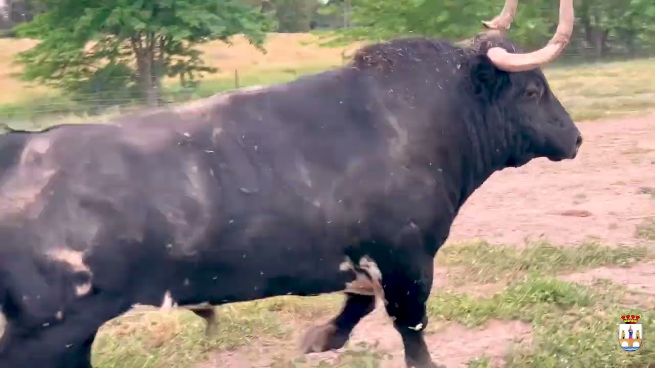 Siguiñuelo, astado protagonista de las Fiestas del Toro Enmaromado 2022 de Benavente