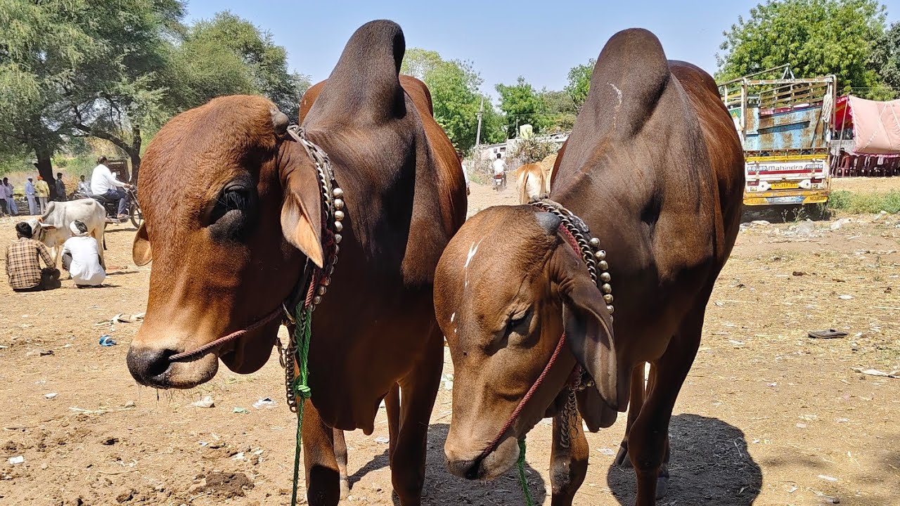 #मलकापूर पांग्रा बैल बाजार दि 5 मार्च 2026 ता.#सिंदखेड राजा जि.#बुलढाणा #viral #गावरान लाल कंधार बैल