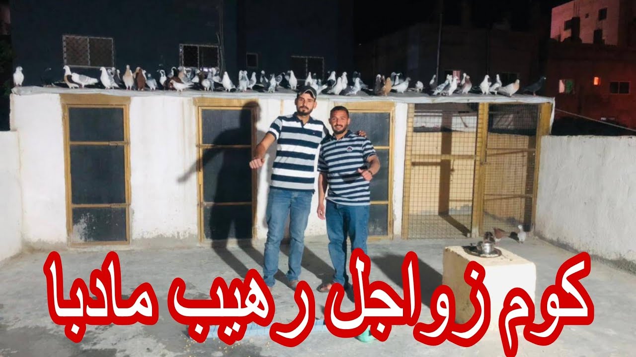 زياره عند عامر المراعبه كوم بخوف 40 زاجل مكتف موعد دمار صيد طير قوي ضربنا عب على كل الحمام