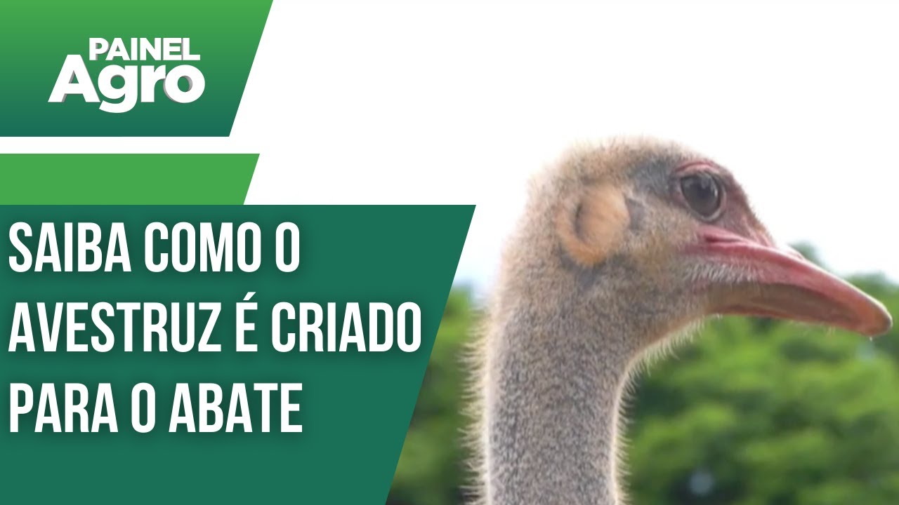 Saiba como o avestruz é criado para o abate