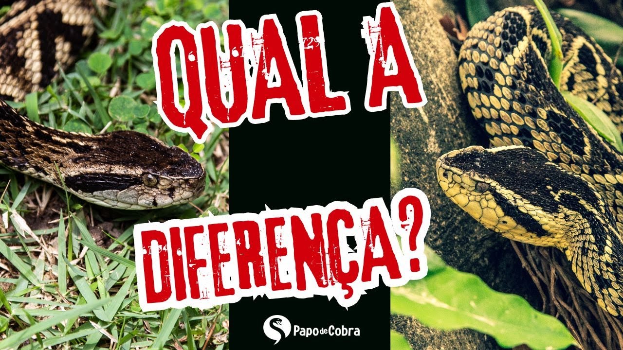 Jararaca e Jararacuçu: Quais as diferenças entre elas? | Papo de Cobra