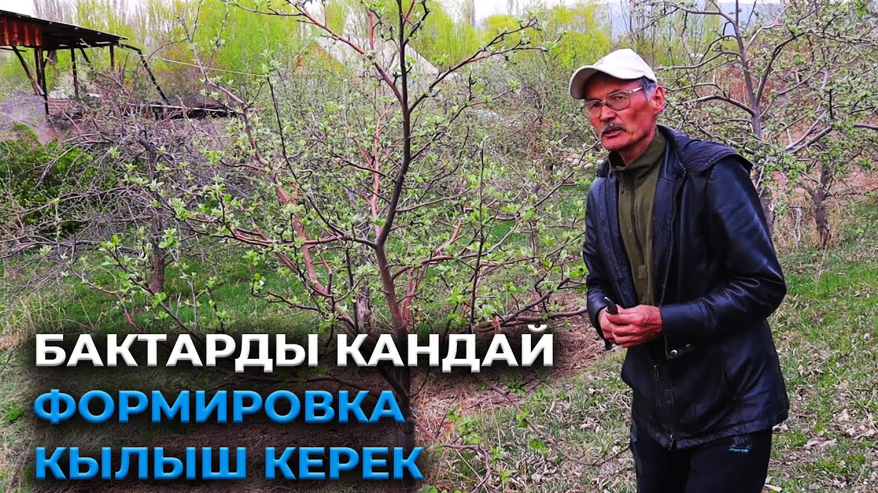 Алма бактарды кантип туура формировка кылыш керек?