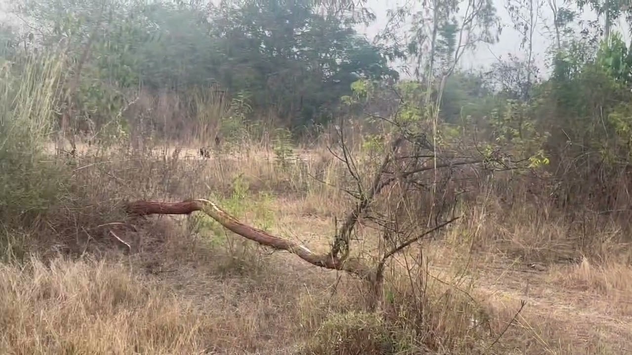 2.30GUNTS LAND SALE HALGUR NEAR BANGLORE 85km MYOSRE 55KM Price 1ACRE60lack  9902421145