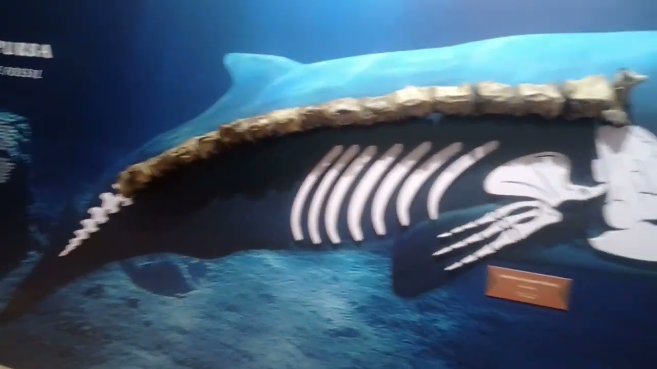 Musium Geo Park Bojonegoro Jawa Timur