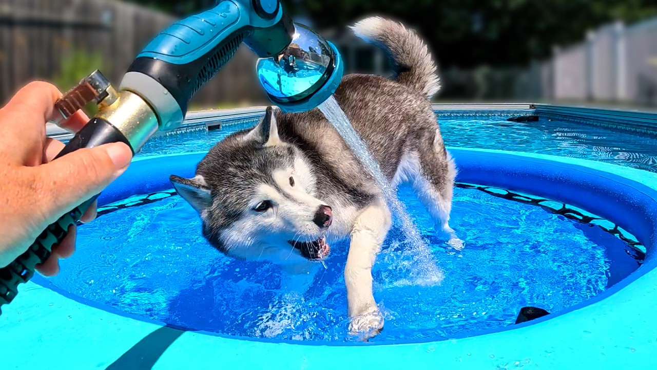 My Husky Gets a NEW Swimming Pool Toy 💦 Husky Swimming Pool Party