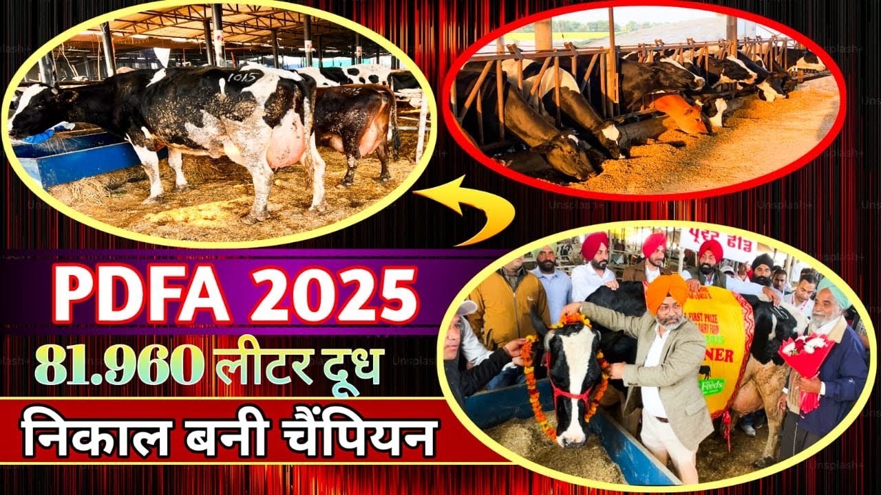 Произведено 81,960 кг молока и стало №1 //PDFA Milk Champion 2025#milkchampion2025#pdfapunjab #81...