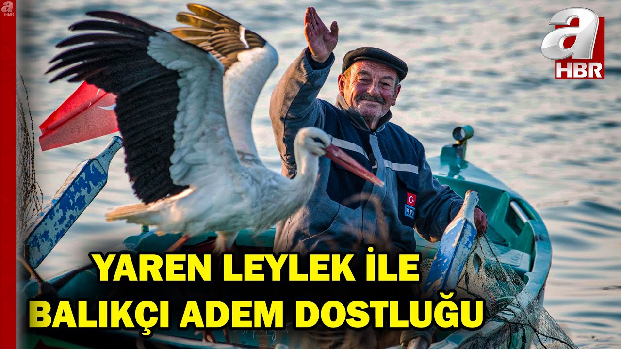 Yaren Leylek 13. yılda da göçüp geldi, Adem amcayla buluştu! Adem amca A Haber'de | A Haber