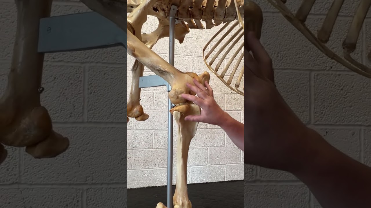 Horses Inside Out: Did You Know...? The stifle.